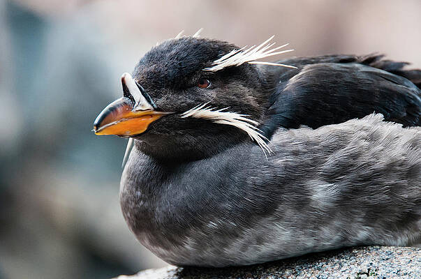 Wall Art - Photograph - Close-up Of Rhinoceros Auklet by Turner Forte