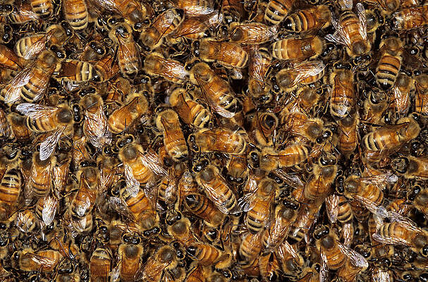 Wall Art - Photograph - Close Up Of Swarm Of Honey Bees by Simon D. Pollard