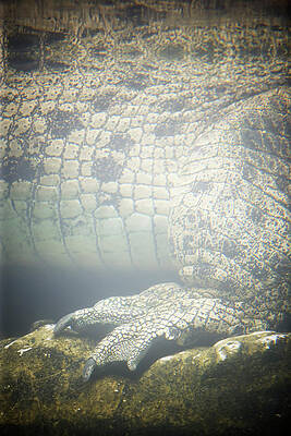 Wall Art - Photograph - Close-up, Side View Of A Submerged by Ron Koeberer