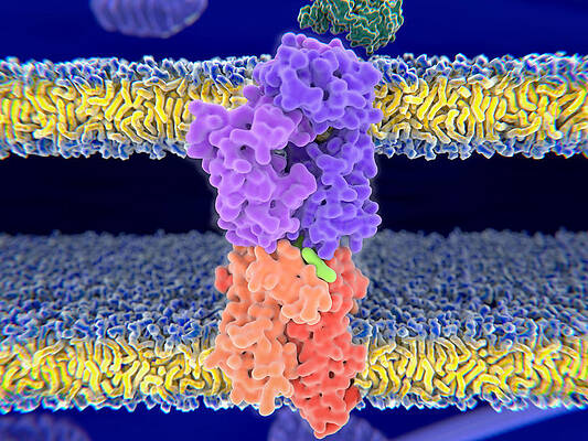 Wall Art - Photograph - Close Up View Of A T-cell Receptor by Juan Gaertner