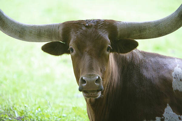 Closeup Texas Longhorn Print by Rich Collins