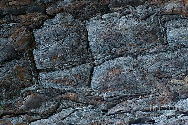 Wall Art - Photograph - Closup of a Burnt Tree Abstract by John Harmon