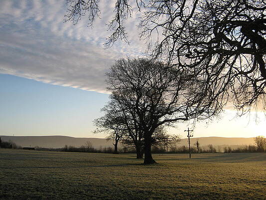Cloud Formation Triptych Row of Trees by Deborah  Storey 