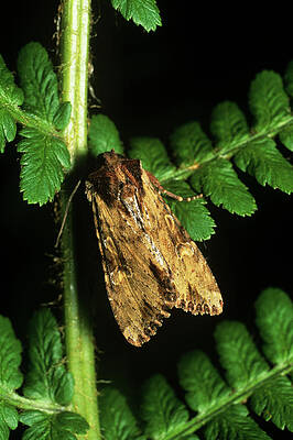 Wall Art - Photograph - Clouded-bordered Brindle Moth by Science Photo Library