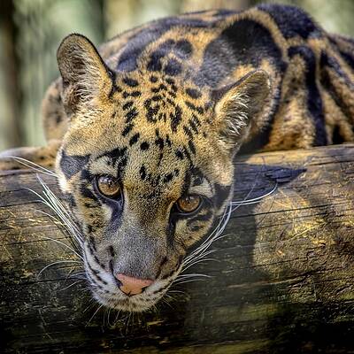 Wall Art - Photograph - Clouded Leopard by Steven Sparks