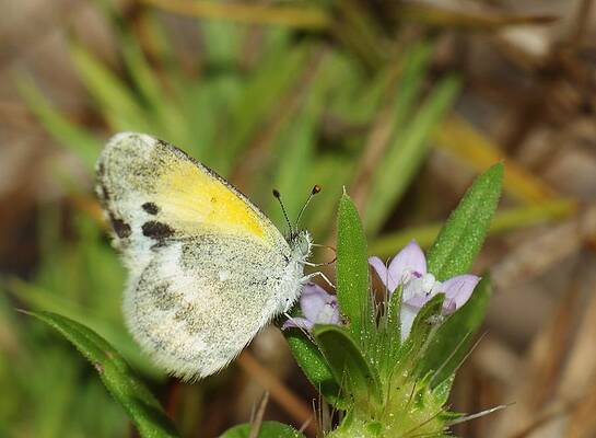 Clouded Sulphur by Billy Griffis Jr Clouded Sulphur by Billy Griffis Jr