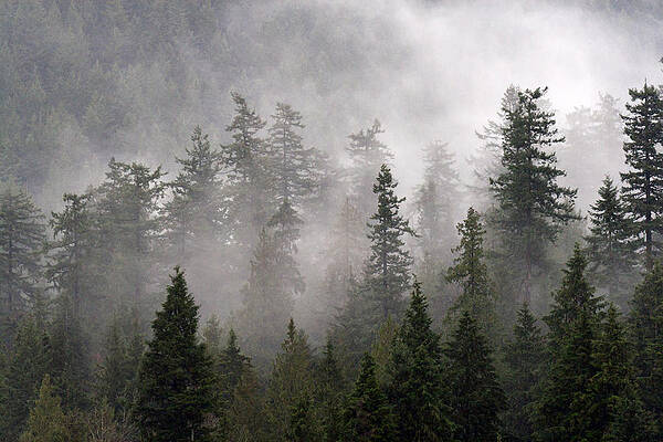 Wall Art - Photograph - Clouds swirl around the treetops in Belcarra Regional Park by Michael Russell