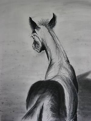 Coal Foal by Dawn Henderson