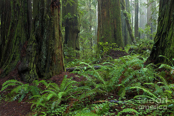 Wall Art - Photograph - Coast Redwoods And Ferns In Redwood by Yva Momatiuk and John Eastcott