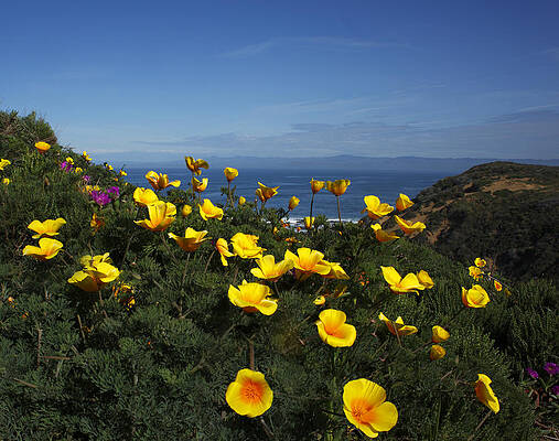 Coastal California Poppies by Susan Rovira Coastal California Poppies by Susan Rovira