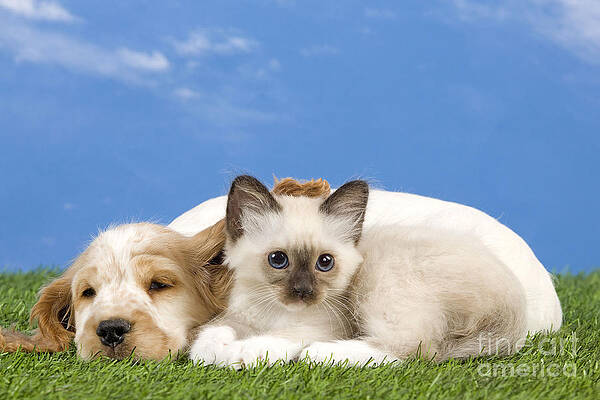Wall Art - Photograph - Cocker Spaniel With Birman Kitten by Jean-Michel Labat