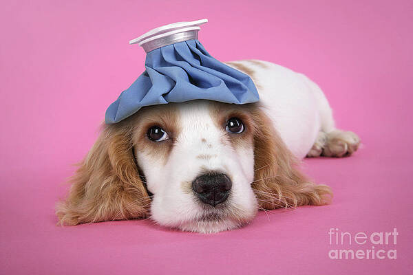 Wall Art - Photograph - Cocker Spaniel With Ice Pack by John Daniels