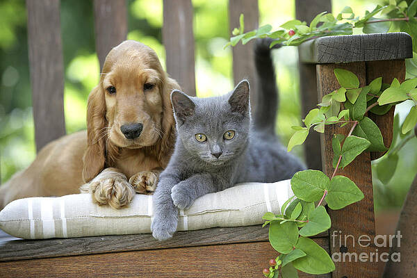 Wall Art - Photograph - Cocker Spaniel With Kitten by Jean-Michel Labat