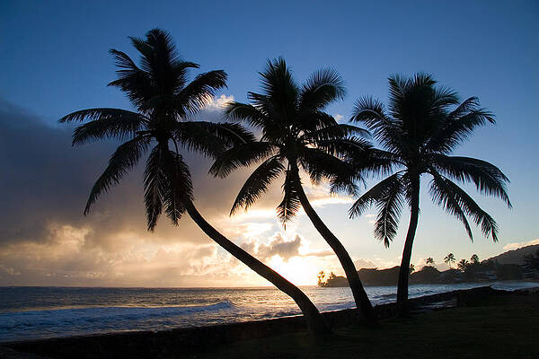Wall Art - Photograph - Coconut Trees At Sunrise, Oahu, Hawaii by Craig K. Lorenz