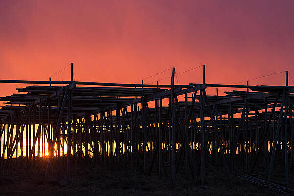 Wall Art - Photograph - Cod Stockfish Hang To Dry In Cold by Cody Duncan
