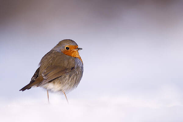 Wall Art - Photograph - Cold Feet by Roeselien Raimond