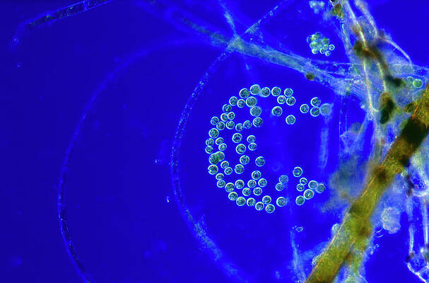 Wall Art - Photograph - Colony Of Cyanobacterium by Science Photo Library