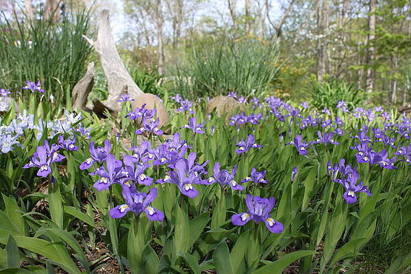 Colony of dwarf crested iris by Danny Barrett