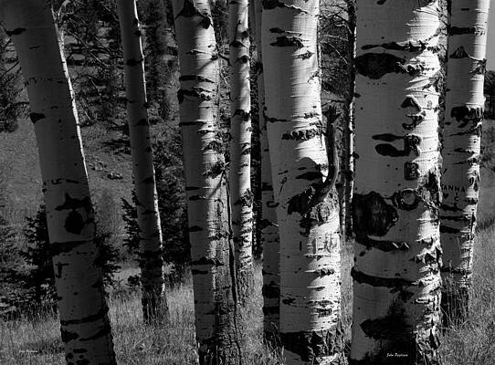 Colorado Aspen Grove II by John Pagliuca Colorado Aspen Grove II by John Pagliuca