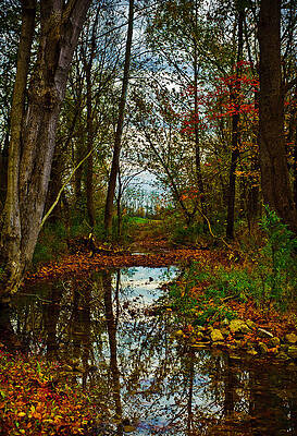 Colors of Fall by Kristi Swift Colors of Fall by Kristi Swift