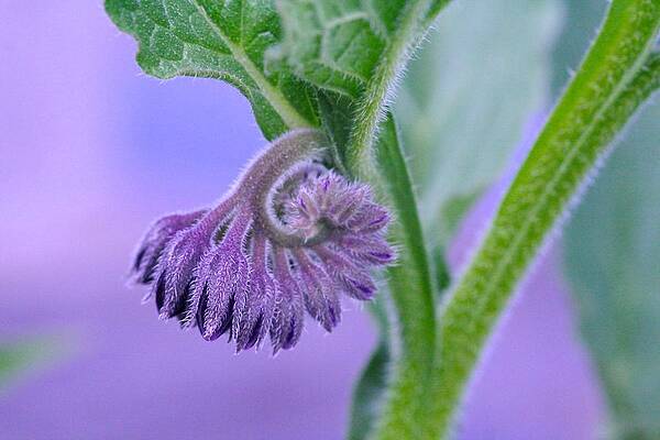 Comfrey Blossoms by Catia Juliana Comfrey Blossoms by Catia Juliana