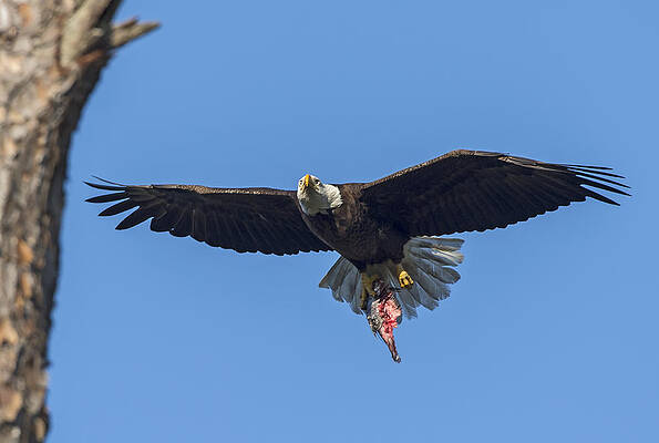 Coming with lunch by Debra Schmidt