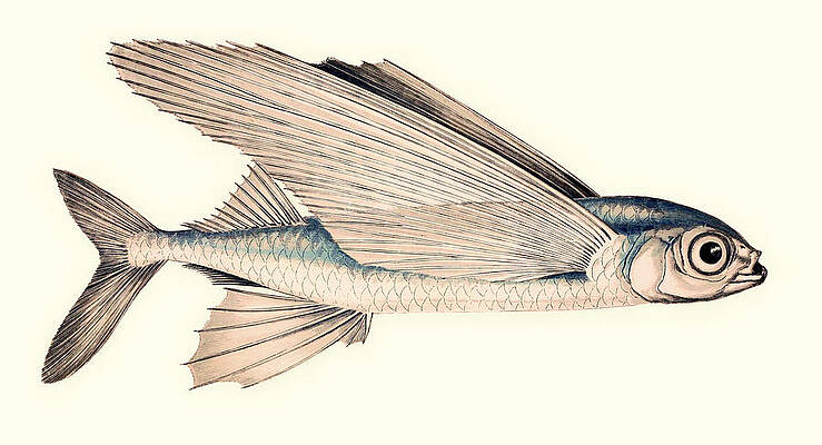 Wall Art - Drawing - Common Atlantic Flying Fish by Mountain Dreams