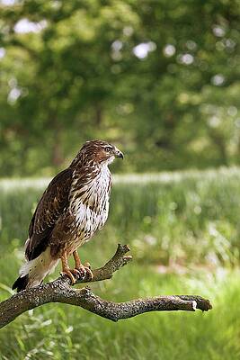 Wall Art - Photograph - Common Buzzard On A Branch by Science Photo Library