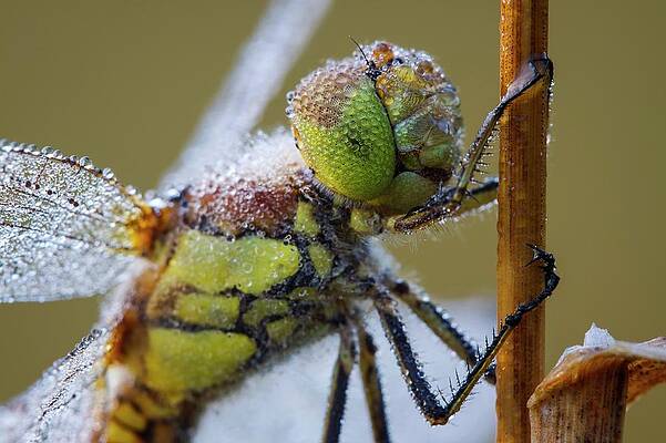 Wall Art - Photograph - Common Darter Dragonfly by Science Photo Library