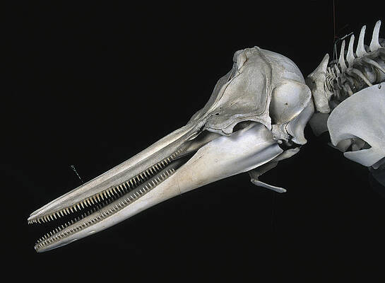 Wall Art - Photograph - Common Dolphin Skull by Hiroya Minakuchi