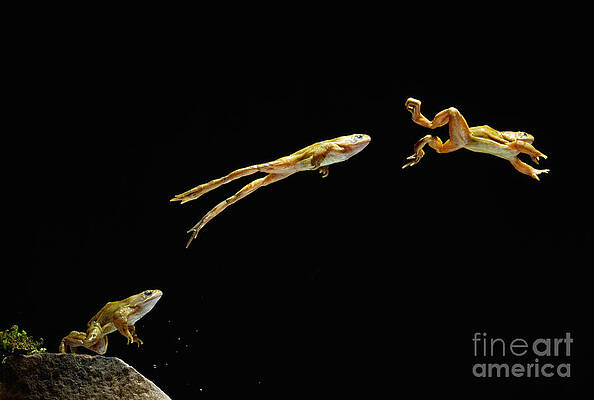 Wall Art - Photograph - Common Frog Leaping by Stephen Dalton