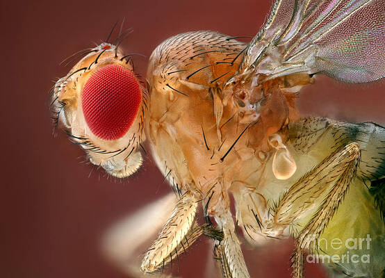 Wall Art - Photograph - Common Fruit Fly by Matthias Lenke