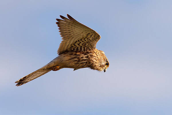 Wall Art - Photograph - Common Kestrel hovering in the sky by Roeselien Raimond