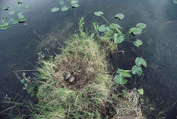 Wall Art - Photograph - Common Loon Nest With Eggs Wyoming by Michael Quinton