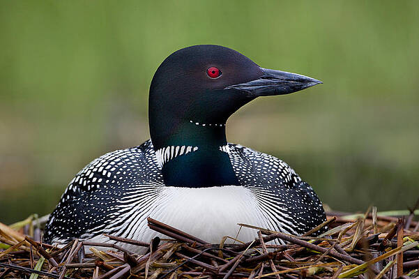 Wall Art - Photograph - Common Loon On Nest British Columbia by Connor Stefanison