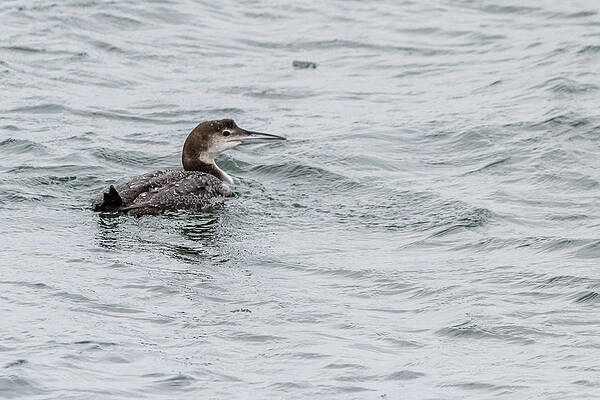 Wall Art - Photograph - Common loon by SAURAVphoto Online Store