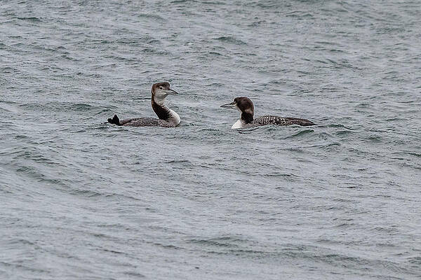 Wall Art - Photograph - Common loons by SAURAVphoto Online Store