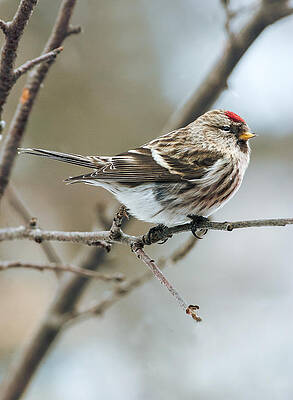 Common Redpoll by Jim Zablotny Common Redpoll by Jim Zablotny