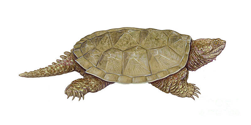 Wall Art - Photograph - Common Snapping Turtle by Carlyn Iverson