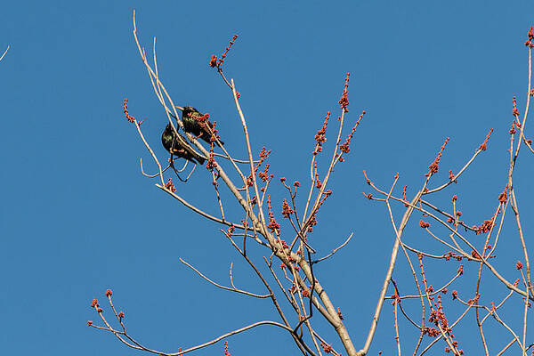 Wall Art - Photograph - Common Starling by SAURAVphoto Online Store
