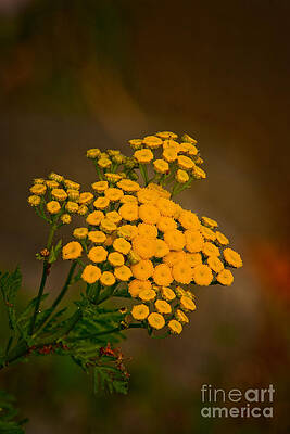 Common Tansy by Michael Cummings Common Tansy by Michael Cummings