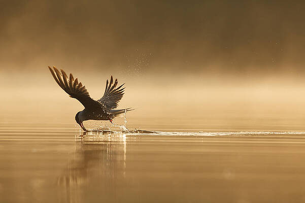 Wall Art - Photograph - Common Tern Fishing Zuid-holland by Zenno Bloemendal