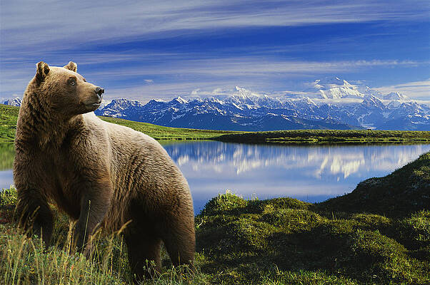 Wall Art - Photograph - Composite Grizzly Stands In Front Of by Michael Jones
