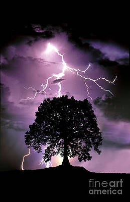 Wall Art - Photograph - Composite Of Lightning Hitting A Tree by Mike Agliolo