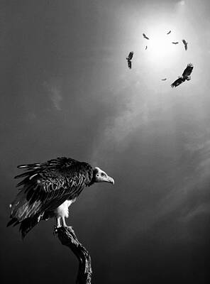 Wall Art - Photograph - Conceptual - Vultures awaiting by Johan Swanepoel