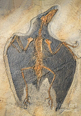 Wall Art - Photograph - Confuciusornis Fossil by Millard H Sharp
