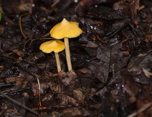 Wall Art - Photograph - Conic Waxy Cap mushroom by Flees Photos