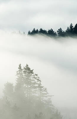 Wall Art - Photograph - Conifa And Fog Deception Pass Washington by Kevin Schafer
