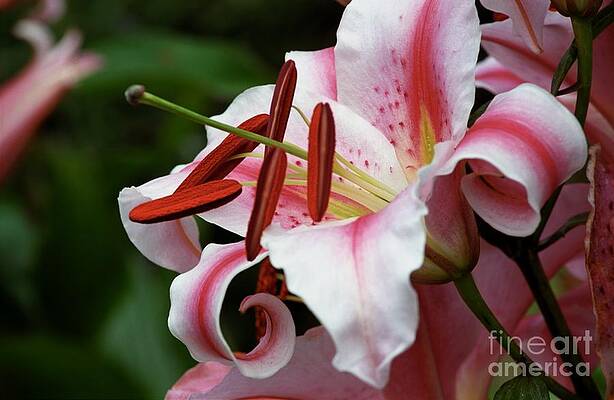Consider The Lily by James B Toy Consider The Lily by James B Toy
