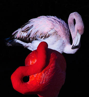 Contrasting Flamingos  by Danielle and Peter Jacobsen